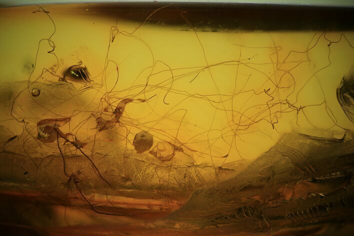 Mammalian Hair Preserved In Baltic Amber - Rare! #94054